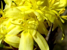 Bobartia fasciculata flowers